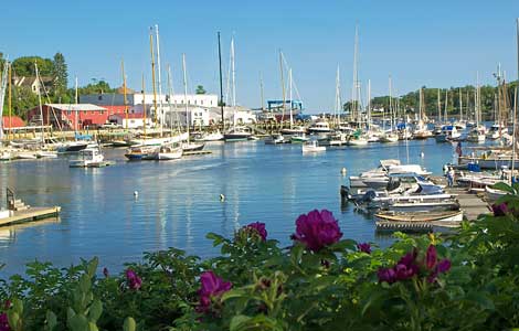 Sailboats docked in a marina