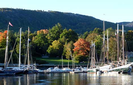 Sailboats docked in a marina